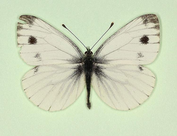 Pieris napi male (aberrant form bimaculata) (Internet Image property of respective owner, non-commercial use only)